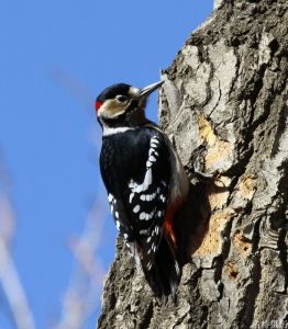 高原啄木鳥 高原啄木鳥