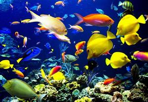 大堡礁圖片集粹