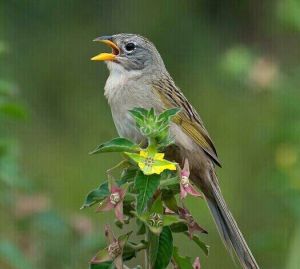 楔尾草鵐 楔尾草鵐