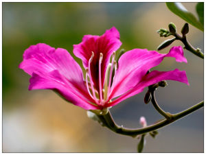 洋紫荊[紫荊花，蘇木科、羊蹄甲屬植物]