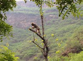 猴山風景區 猴山風景區