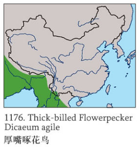 厚嘴啄花鳥分布圖