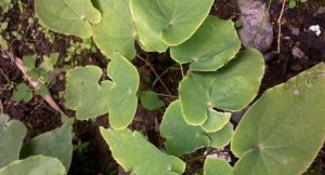 華西淫羊藿 華西淫羊藿