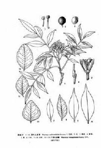 廣西九里香[植物]