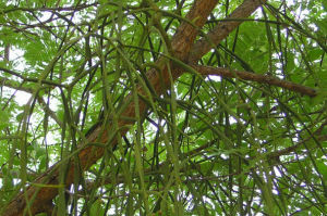 四川寄生 四川寄生