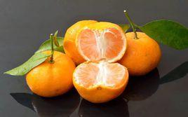 鬱南沙糖桔 鬱南沙糖桔