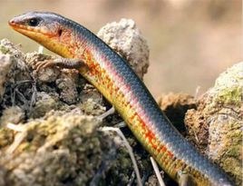 黃紋石龍子 黃紋石龍子