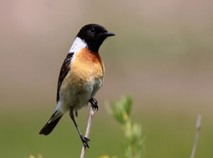黑喉擇蜜鳥 黑喉擇蜜鳥