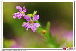 細葉萼距花 細葉萼距花