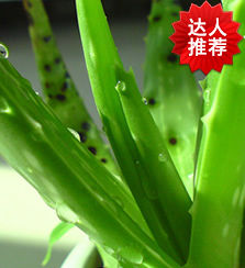 蘆薈茶油湯