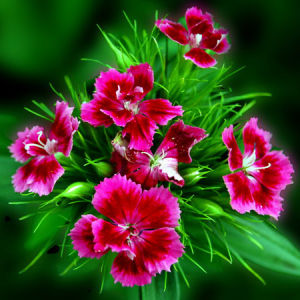 Dianthus chinensis