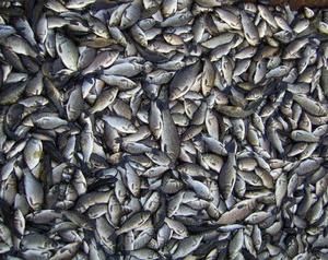 扎龍鯽魚 扎龍鯽魚