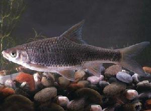 太平四須䰾 太平四須䰾