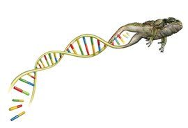 遺傳漂變 遺傳漂變