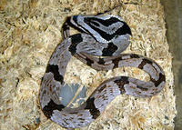 橫紋斜鱗蛇 橫紋斜鱗蛇