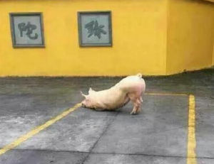 跪拜豬 跪拜豬