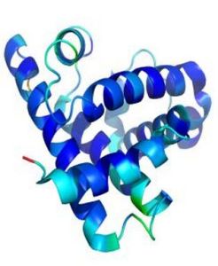 肌球蛋白分子