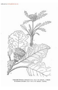 平苞川木香 平苞川木香