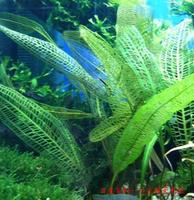 水生維管束植物 水生維管束植物