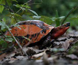 黃額盒龜 黃額盒龜