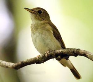 白喉林鶲形態特徵