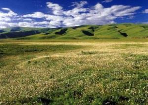 八美高原草甸 八美高原草甸