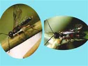 葛氏梨莖蜂 葛氏梨莖蜂