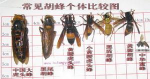常見胡蜂比較圖