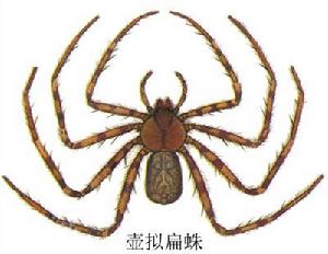 壺擬扁蛛 壺擬扁蛛