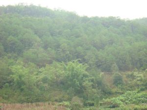 納峨自然村 納峨自然村