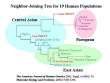王瀝論文中的《19大種族近親關係樹表》