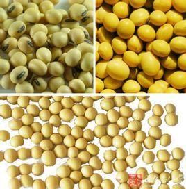 轉基因大豆 轉基因大豆