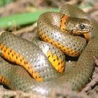 金線蛭屬 金線蛭屬