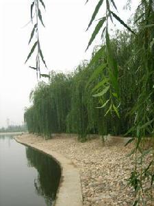 醉煙景凝 醉煙景凝