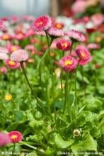 毛蕊菊屬 毛蕊菊屬