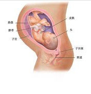 胎兒監護 胎兒監護