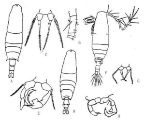 刺尾紡錘水蚤 刺尾紡錘水蚤