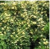 麗水懸鉤子 麗水懸鉤子