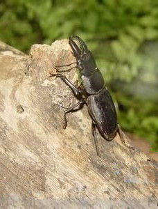 以蟲治蟲[《夢溪筆談》篇章]