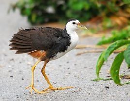 白胸苦惡鳥 白胸苦惡鳥