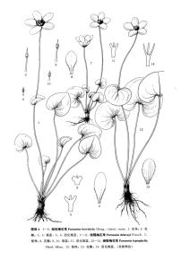 細裂梅花草 細裂梅花草