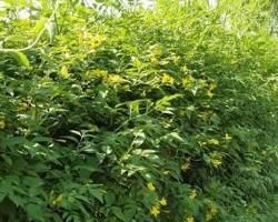 濃香茉莉 濃香茉莉