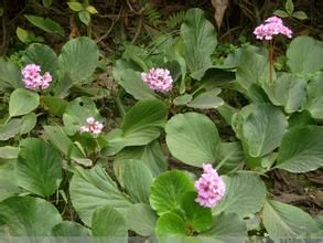 秦嶺岩白菜 秦嶺岩白菜