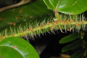 台灣菝葜 台灣菝葜