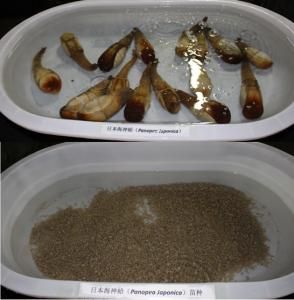 日本海神蛤 日本海神蛤