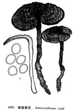 江記靈芝行野生皺蓋假芝子實體圖