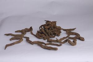 道真玄參 道真玄參