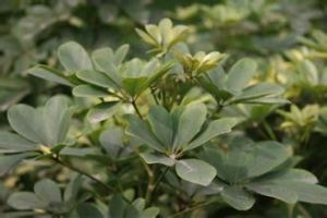 海島冬青 海島冬青