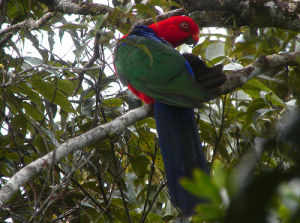 摩鹿加王鸚鵡 摩鹿加王鸚鵡