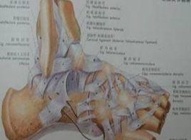 關節囊鬆弛 關節囊鬆弛